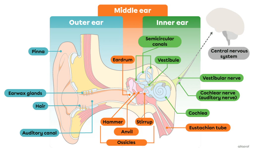  Alloprof  Diagram of the ear structure